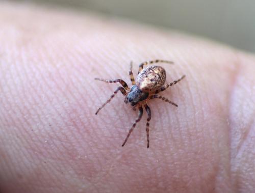 Réf. 192 250 : Cercidia prominens
